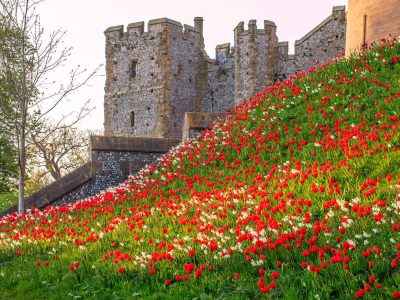 arundel_castle_tulip_festival-2[1]