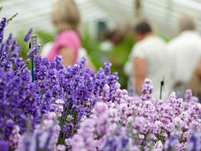 Specimen lavenders on display at the Flower Show.